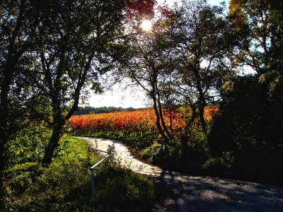 A Magical Light IV.jpg