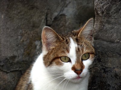Close Up.jpg