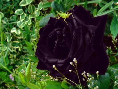 Black Rose.jpg