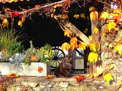 Die Herbst Katze