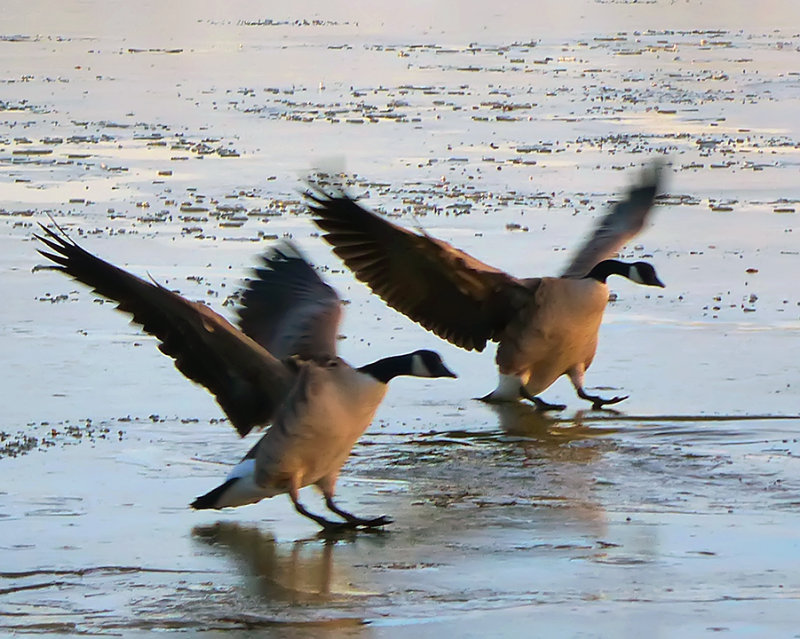 Ice Landing