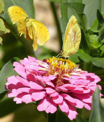 Two Yellow Butterflies