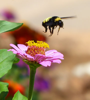 Flying Bumblebee