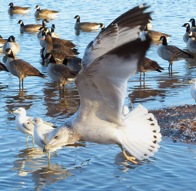 Gulls and Geese