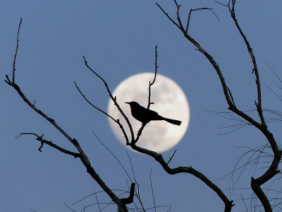 Crow Moon