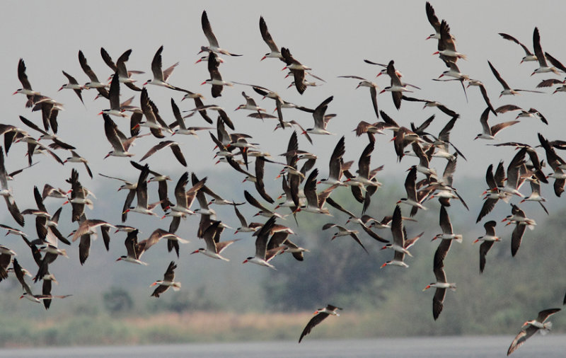 African Skimmer 