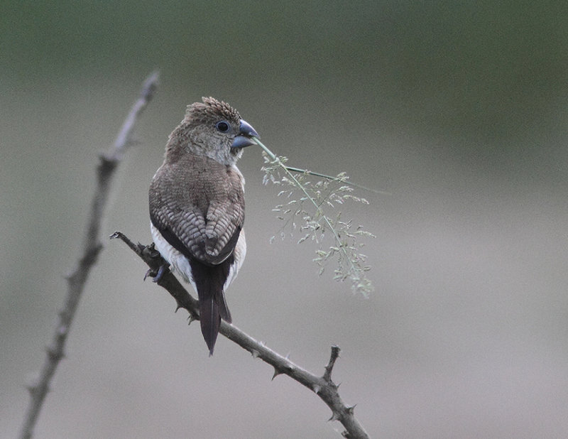 African Silverbill