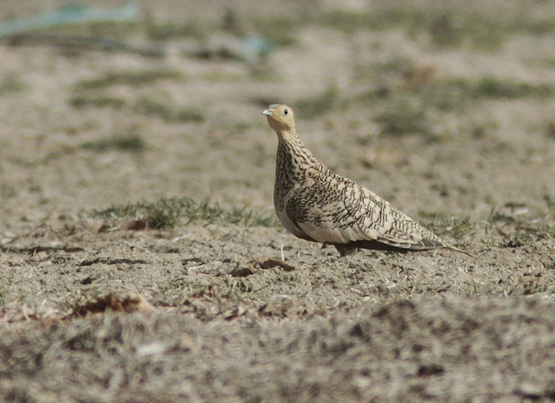 Chestnut-bellied Sandgrouse