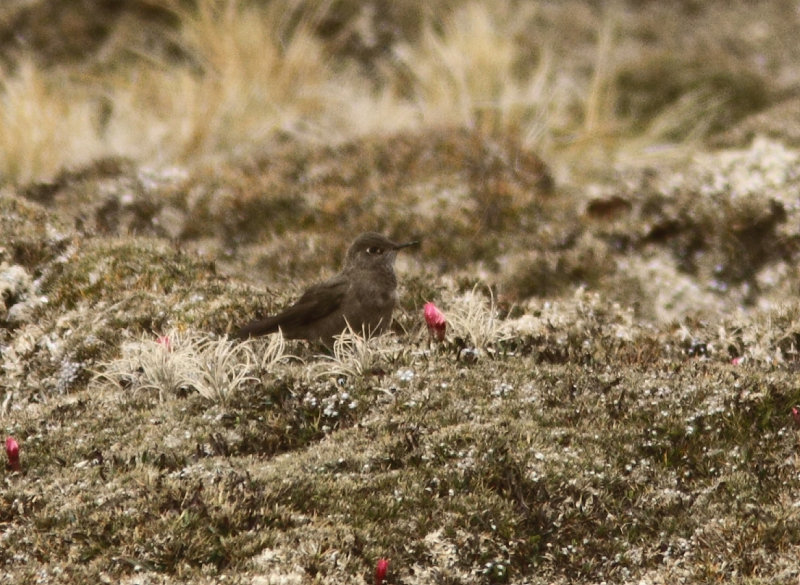 Olivaceous Thornbill