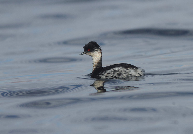 Silvery Grebe