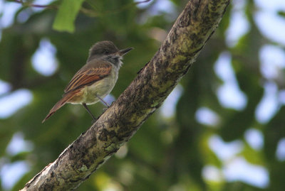 Rufous-tailed Flycatcher