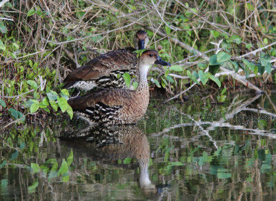 West Indian Whistling Duck 