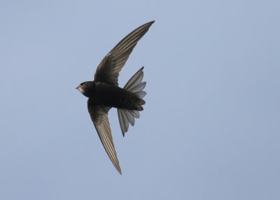 Common Swift