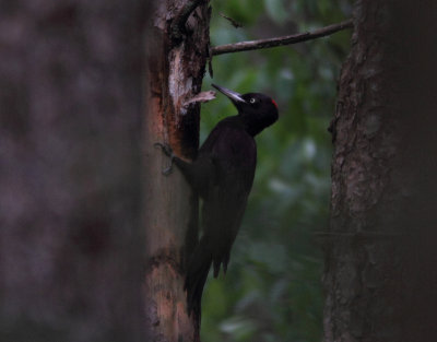 Black Woodpecker
