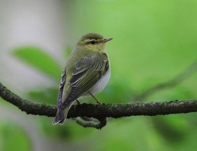 Wood Warbler