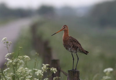 Black-tailed Godwit