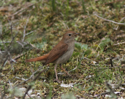 Nightingale