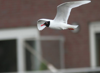 Mediterranean Gull