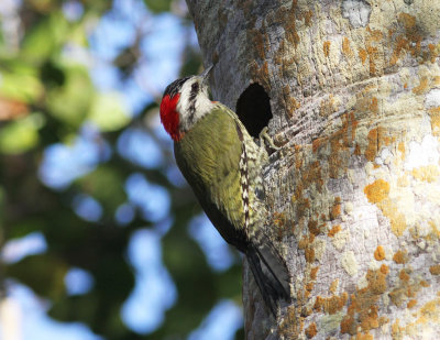 Cuban Green Woodpecker - Female