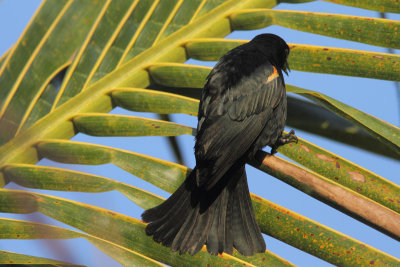 Tawny-shouldered Blackbird 