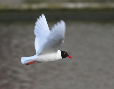 Mediterranean Gull