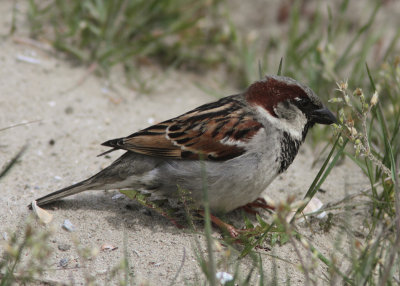House Sparrow 