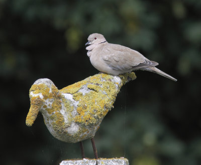 Collared Dove