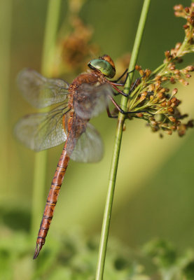 Norfolk Hawker