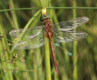 Norfolk Hawker