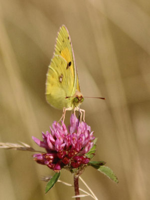 Clouded Yellow