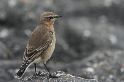 Northern Wheatear