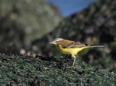 Blue-headed Wagtail