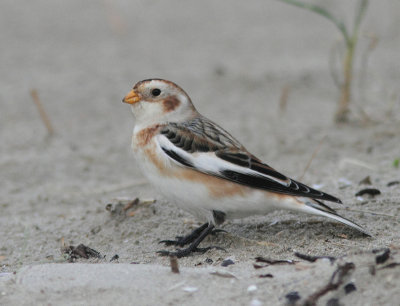 Snow Bunting