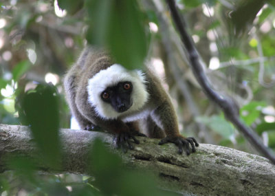 White-fronted Brown Lemur