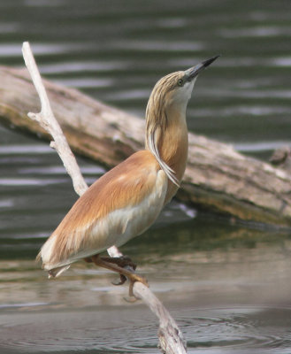 Squacco Heron