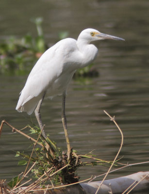 Dimorphic Egret