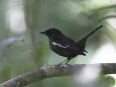 Madagascar Magpie-Robin 