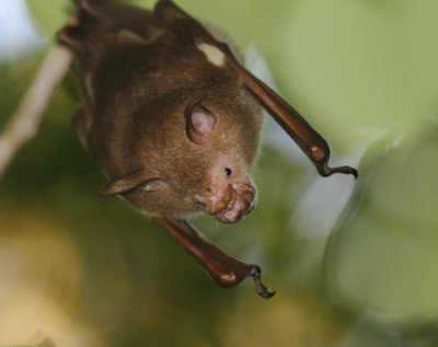 Commerson's Leaf-nosed Bat