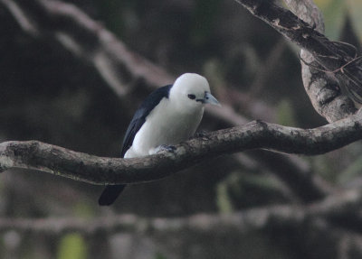 White-headed Vanga