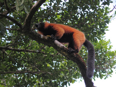 Red ruffed lemur