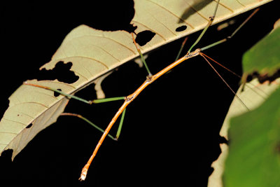 Stick Insect