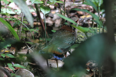 Scaly Ground Roller 