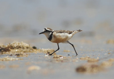 Madagascar Plover