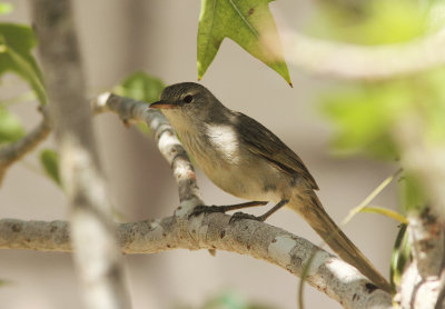 Subdesert Brush-warbler 