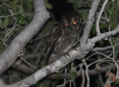 Madagascar Scops-Owl 