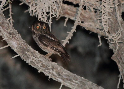 Madagascar Scops-Owl