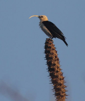 Sickle-billed Vanga