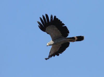 Madagascar Harrier-Hawk 