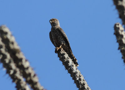 Banded Kestrel 