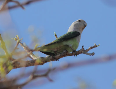 Grey-headed Lovebird 